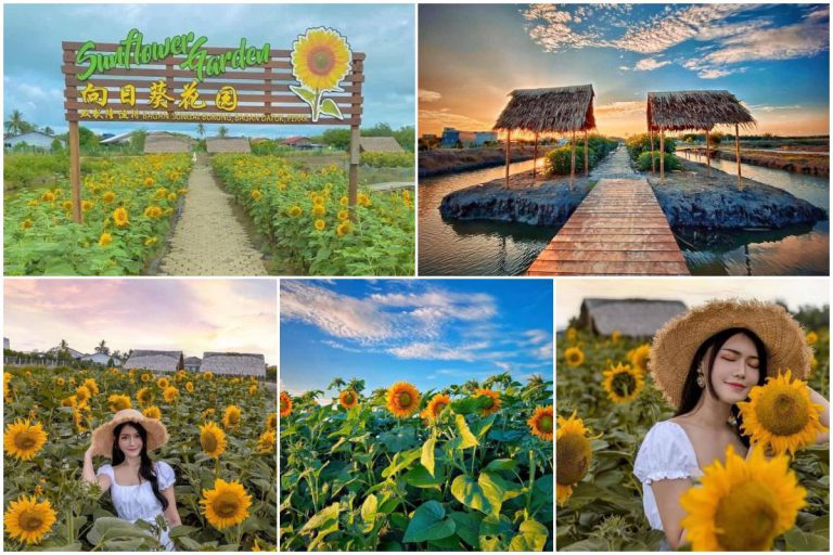 Port OOTD Cun Kat Perak! Ladang Bunga Matahari, Tarikan di Bagan Datoh