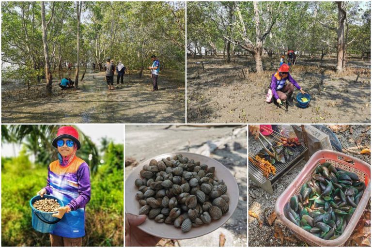 Misi Menangkap Remis & Kerang Di Tanjung Kepah, Setiawan. Bulan Jun Hingga Disember Waktu Paling Seronok!