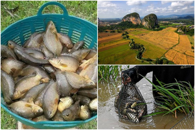 Bulan Oktober, Perlis Meriah Dengan Musim Pancing Ikan Puyu Di Sawah Bendang. Syiok!