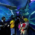 1920px-underwater-tunnel-in-aquaria-klcc-22_10_295150