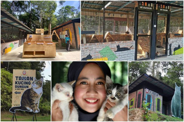 Taman Kucing Dungun, ‘Mahligai Impian’ Buat Si Bulus Jalanan Di Terengganu
