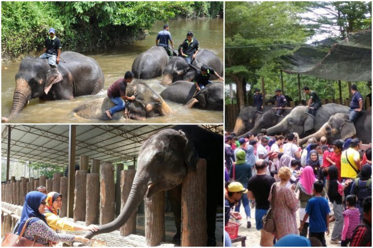 Jom Bawa Anak-Anak Berkenalan Dengan ‘Abang Long’ Lebih Dekat Di Pusat Konservasi Gajah Kuala Gandah. Best!