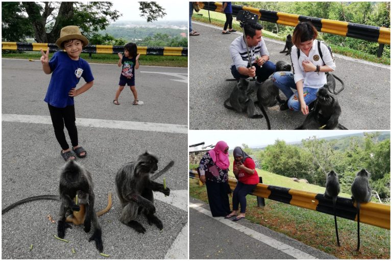 Muzium Monyet Pertama Di Dunia Bakal Dibuka Di Kuala Selangor