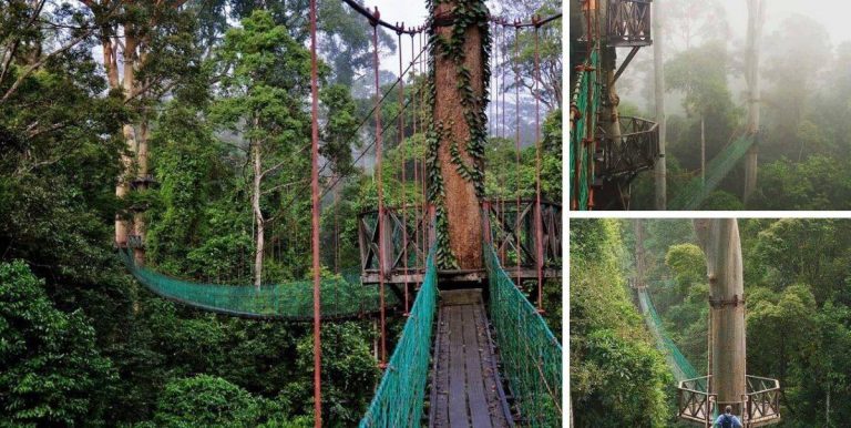Intai  Wild Life Depan Mata, Jambatan Canopy Walk Lembah Danum Tarikan Pelancongan Sabah
