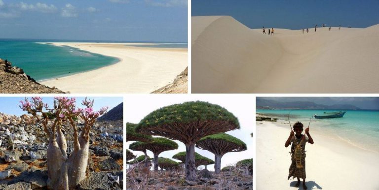 Lagenda Naga Berdarah “Dragon Blood Tree” Jadikan Pulau Socrata, Yaman Lokasi Unik