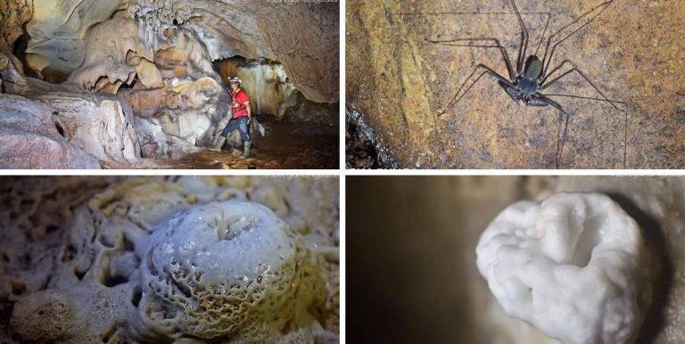 Titisan Air Membentuk Buaya Di Gua Harimau! Tarikan Baru Di Gunung Pulai, Baling