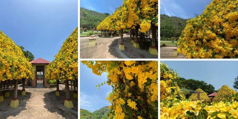 Pokok Cat Claws Sedang Berbunga Cantik Di Gunung Lang, Kali Terakhir Berbunga Pada 2017