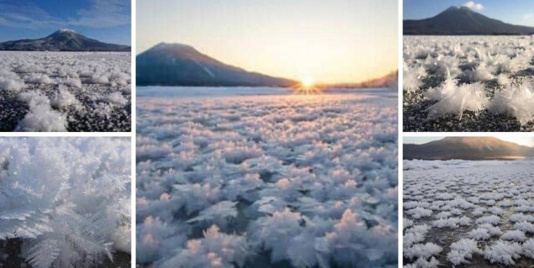 “Frost flowers” Tarikan Indah Muncul Di Permukaan Tasik Suhu Musim Sejuk Ekstrem Di Hokkaido