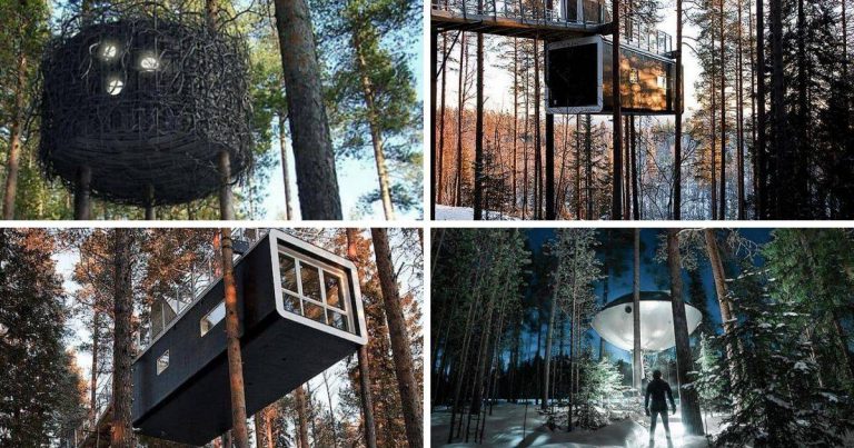 Impikan Menginap Di Sarang Burung Atau Kabin UFO, Hotel Pokok Di Sweden Janjikan Pengalaman Staycation Unik