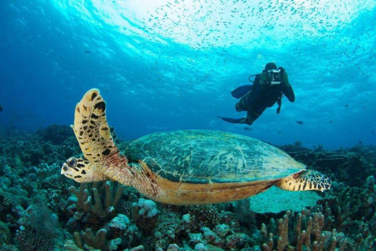 Indahnya Pulau Layang-Layang, Syurga Buat Kaki Aktiviti Menyelam!