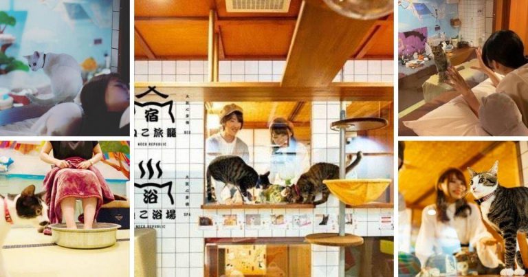 Tidur Ditemani Kucing, Keunikan Hostel Neko Hatago Di Osaka Jadi Perhatian Pencinta Kucing