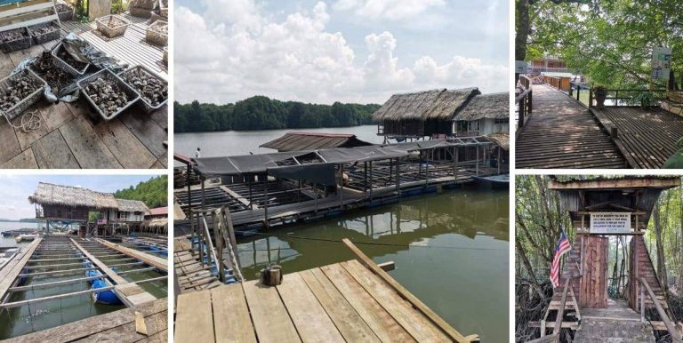 ‘Sungai Merbok Oyster Farm”, Nikmati Isi Tiram Fresh Sambil Menyaksikan Flora & Fauna