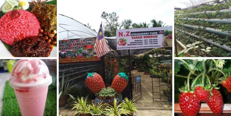 Rindu Nak Makan Nasi Lemak Strawberi CH, Redah Aje  Felda Palong 15, Jempol  Negeri Sembilan. Semuanya Ada Di Sini