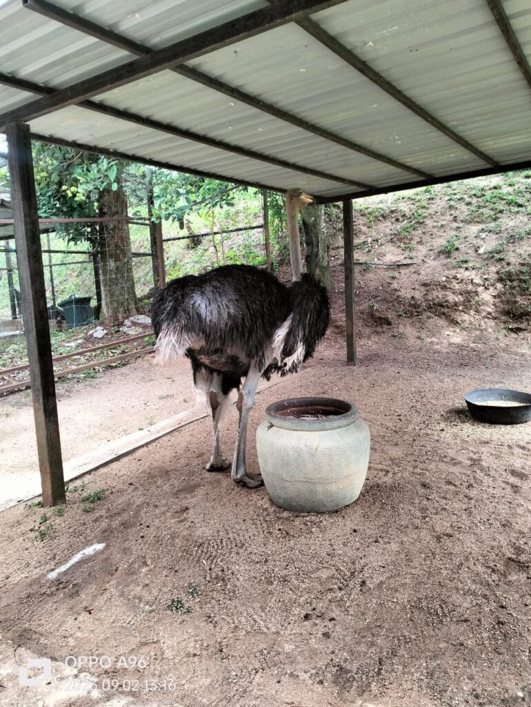 Zoomandi Ada Tempat Mandi Berbumbung Dan Petting Zoo, Anak Akan Suka Ke Refarm ...