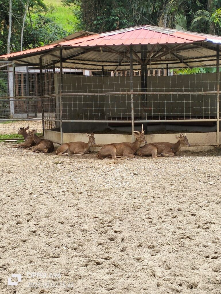 Zoomandi Ada Tempat Mandi Berbumbung Dan Petting Zoo, Anak Akan Suka Ke Refarm ...
