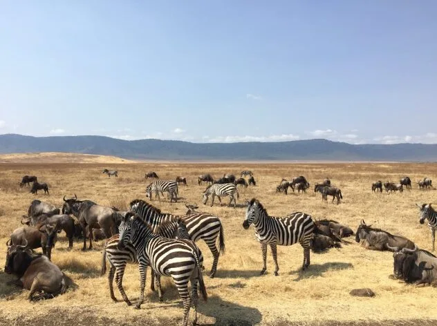 10 Lokasi Paling Menarik Di Afrika, Dari Piramid Giza Ke Safari Serengeti 15 10 Lokasi Paling Menarik Di Afrika, Dari Piramid Giza Ke Safari Serengeti