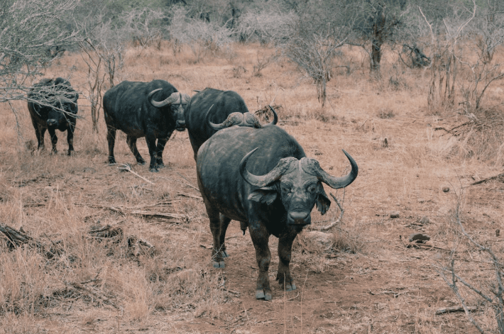 10 Lokasi Paling Menarik Di Afrika, Dari Piramid Giza Ke Safari Serengeti 22 10 Lokasi Paling Menarik Di Afrika, Dari Piramid Giza Ke Safari Serengeti