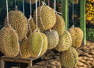 Durian Tourism Makin Popular, Pelancong Luar Sanggup Datang Malaysia Nak Rasa Raja Buah