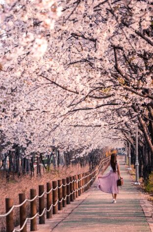 Mekar Berwarna-Warni, Ini 5 Lokasi Musim Bunga Cantik Untuk OOTD 7 Mekar Berwarna-Warni, Ini 5 Lokasi Musim Bunga Cantik Untuk OOTD