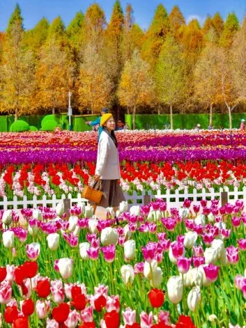 Mekar Berwarna-Warni, Ini 5 Lokasi Musim Bunga Cantik Untuk OOTD 11 Mekar Berwarna-Warni, Ini 5 Lokasi Musim Bunga Cantik Untuk OOTD