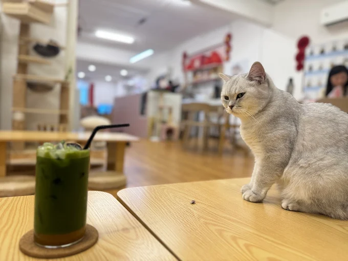 5 Kafe Kucing di Lembah Klang dengan Rating Tertinggi di Google Review 9 5 Kafe Kucing di Lembah Klang dengan Rating Tertinggi di Google Review