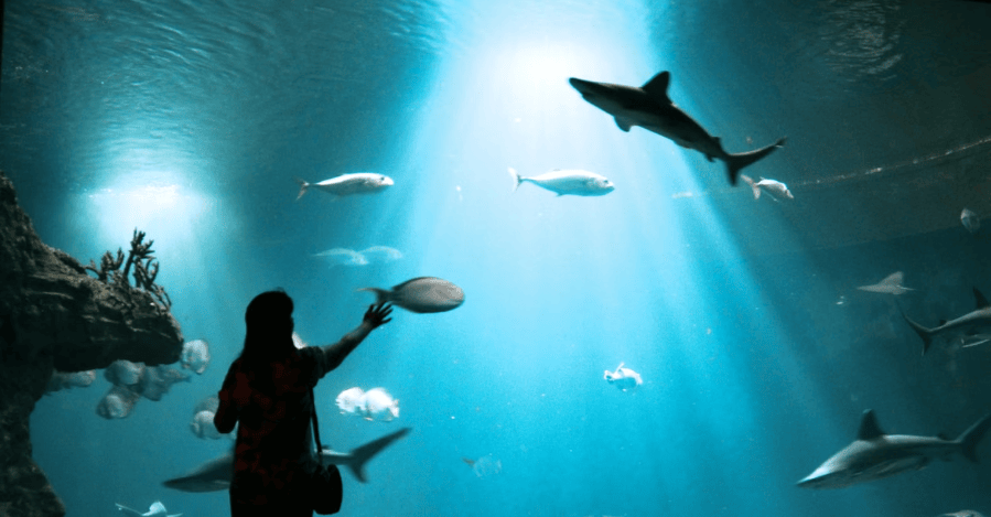 September & October Babies Untung! Aquaria KLCC Bagi Kemasukan Percuma Sepanjang Bulan Kelahiran 3 September & October Babies Untung! Aquaria KLCC Bagi Kemasukan Percuma Sepanjang Bulan Kelahiran
