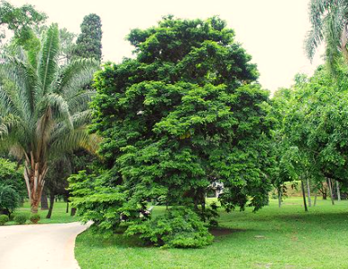 Selalu Lalu Rawang Bypass, Tapi Tahu Tak Pokok Apa Yang Nampak Macam ‘Brokoli’ Tu? 4 Selalu Lalu Rawang Bypass, Tapi Tahu Tak Pokok Apa Yang Nampak Macam ‘Brokoli’ Tu?