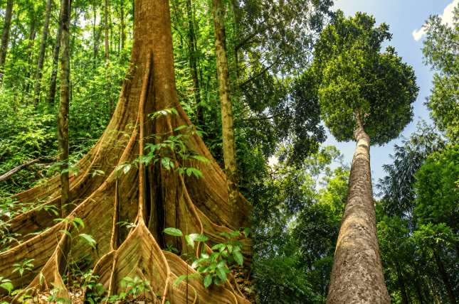 Selalu Lalu Rawang Bypass, Tapi Tahu Tak Pokok Apa Yang Nampak Macam ‘Brokoli’ Tu? 5 Selalu Lalu Rawang Bypass, Tapi Tahu Tak Pokok Apa Yang Nampak Macam ‘Brokoli’ Tu?