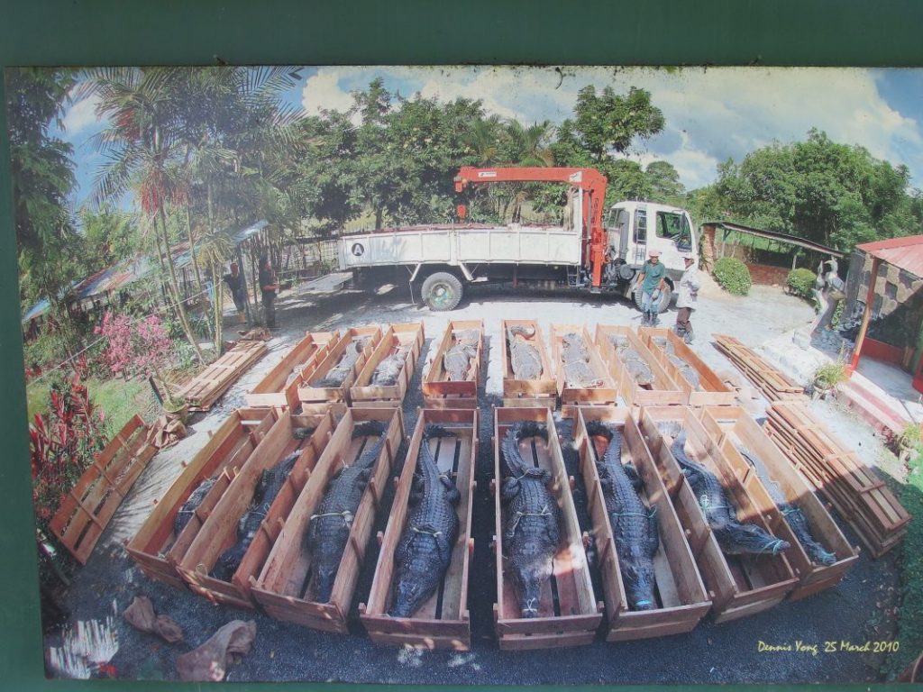 Lagenda Bujang Senang Si Buaya Pembaham Ramai Manusia Di Sarawak Libur