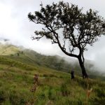 LIB_20170803_1_2_savannah3