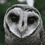 Ultra-HD-Wallpapers-Pi6G