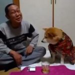 anjing